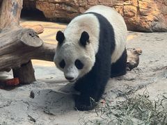 -石家庄市动物园
