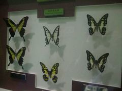 -上海昆虫博物馆