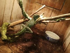 -上海大自然野生昆虫馆(东方明珠·爬宠昆虫探索中心)