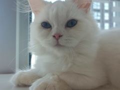 -Sweet cat·星愿猫咖(国贸大厦店)