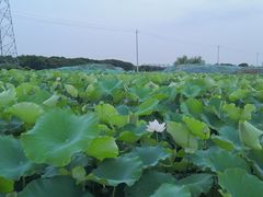 -梁鸿国家湿地公园