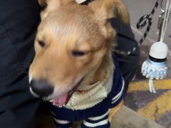 -艾贝尔宠物医院·狂犬免疫点(江山金象城店)