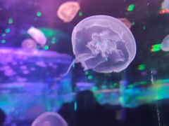 -石家庄海洋公园