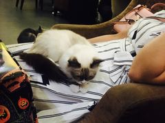 -猫色咖啡·猫咖