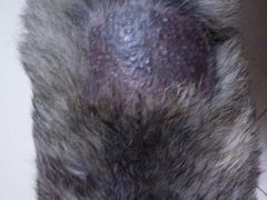 -菲丽丝宠物医院·24小时·猫科中心·免疫点(淮海分院)