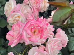 -人民公园(罗湖区)