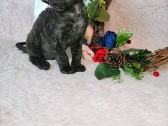 -十年猫舍·猫咪专门店(普陀店)