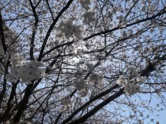 -高东镇樱花园
