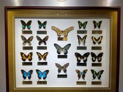 -上海昆虫博物馆