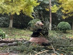 -都江堰中华大熊猫苑