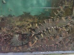 -原龙海鲜大排档(美食地标店)