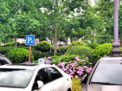 -迪士尼乐园停车场