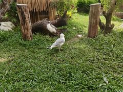 -熊猫自助餐厅.萌趣城堡(长隆熊猫酒店)