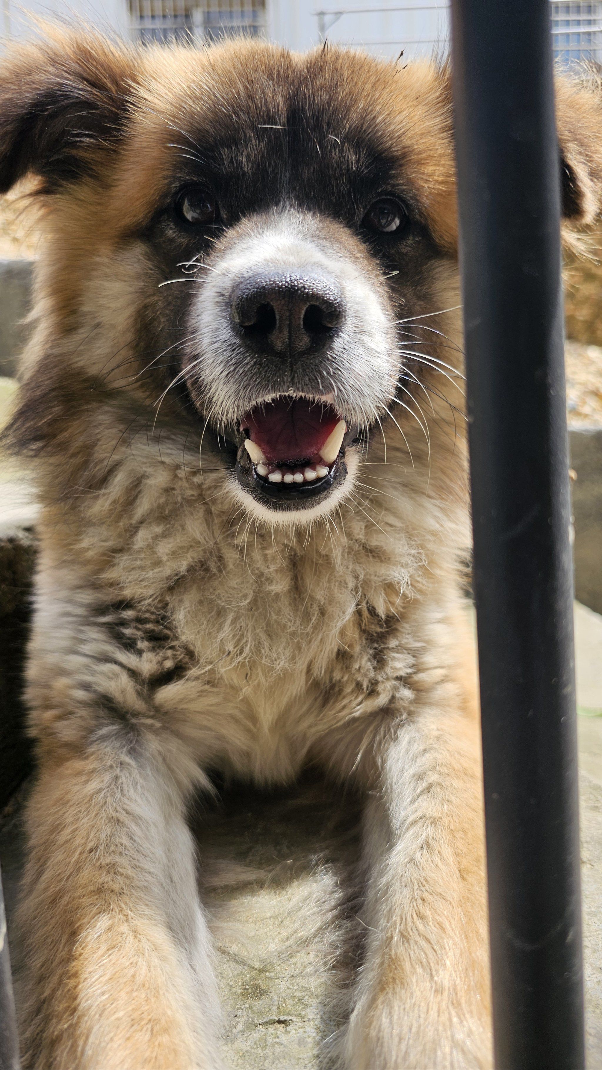 笨蛋小狗的血盆大口