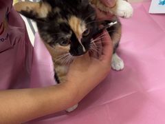 -北京观赏动物医院·24小时大型综合·猫专科·异宠专科
