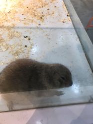 -Moni星球萌宠·小马宝莉·灵蛇·高端高阶全萌宠互动体验俱乐部(红豆国际广场店)