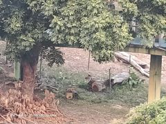 -深圳野生动物园