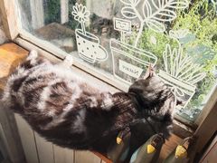 -海边的猫和咖啡馆