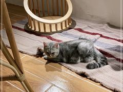-猫友咖啡店(玉林西路店)