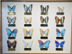 -上海昆虫博物馆