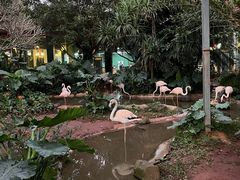 -海南热带野生动植物园