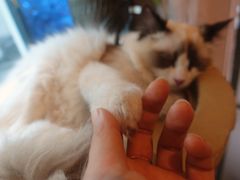 -喵屿·大理花园猫咖