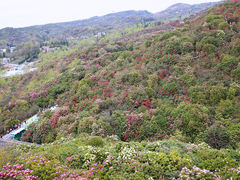 -贵州百里杜鹃风景名胜区