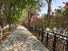 -桃花堤公园