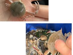 -南汇新城海滩
