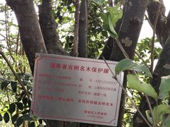 -长沙黑麋峰国家森林公园