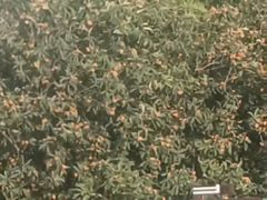 -嘉定紫藤园