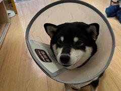 -是阿柴呀！柴犬咖啡·爱喵喵猫咖