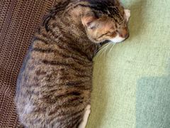 -御宝贝·A梦猫科宠物医院(国际猫友好医院)
