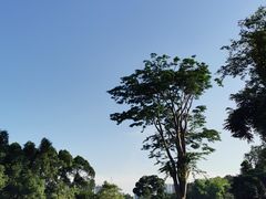 -新加坡植物园