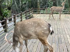 -普洱太阳河森林公园