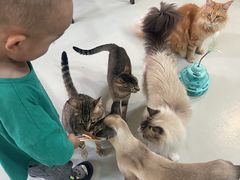 -豆逗聊愈猫阁Easy Life