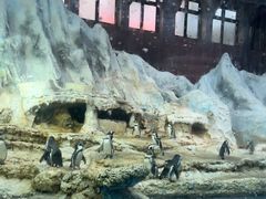 -帝企鹅自助餐厅•儿童岛•真企鹅(长隆企鹅酒店)