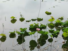 -泗洪洪泽湖湿地景区