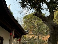 -香雪海