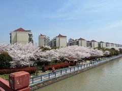 -高东镇樱花园