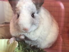 -藦茜花园宠物主题亲子互动体验馆(国顺东路店)