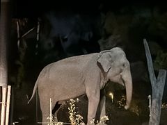 -清迈夜间动物园