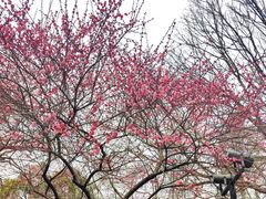 -杭州植物园