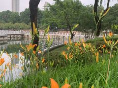 -后襄河公园
