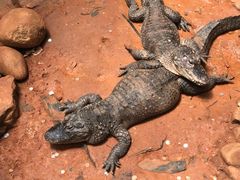 -上海动物园(地铁站)