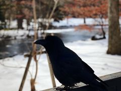 -北海道厅旧本厅舍(旧本庁舎)