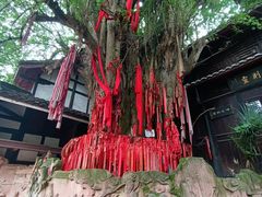 -青城山