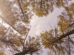 -塞罕坝国家级自然保护区