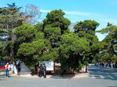 -八大关景区