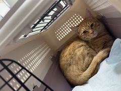 -谐和贝康宠物医院24小时·宠保定点(急重症转诊中心)